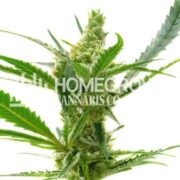 CBD Kush Autoflower Cannabis Seeds hcc
