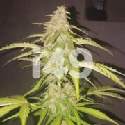 Autoflower Super Skunk i49 seedbank