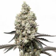 Godfather Purple Kush Cannabis Seeds rks
