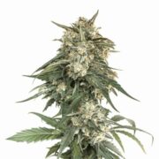 Whiteout Cannabis Seeds rks