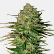 godfather og auto msnl
