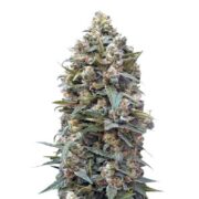 Kimbo Kush Cannabis Seeds rks