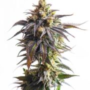 Purple Pantera Cannabis Seeds rks