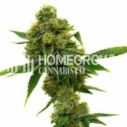 Skunk #1 Feminized Cannabis Seeds hcc