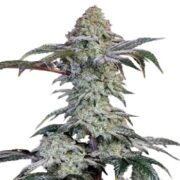 Agent Tangie Cannabis Seed rks
