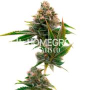 Jedi Cookies Feminized Cannabis Seeds hcc