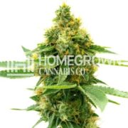 Pineapple Autoflower Cannabis Seeds hcc