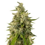 Sweet and Sour Widow CBD Cannabis Seeds rks