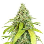 Thin Mint GSC Cannabis Seeds rks