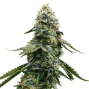 Blue Cheese Feminized Seeds ams