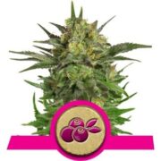 Haze Berry - Feminised - Royal Queen Seeds 5 pck asc