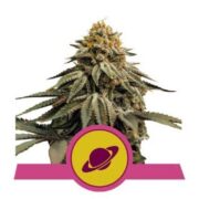 Royal Skywalker - Feminised - Royal Queen Seeds 5 pck asc