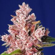 Tropicanna Poison F1 Fast Version - Feminised - Sweet Seeds asc