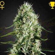 Super Silver Haze - Feminised - Green House asc