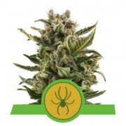 White Widow Automatic - Feminised - Royal Queen Seeds 5 pck asc
