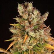 GMO - 5-pack - Feminised - Barney's Farm ASC