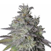 Do Si Dos Regular Seeds MSNL Coupon Code