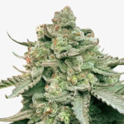 Gelonade Feminized Cannabis Seeds MSNL Coupon Code