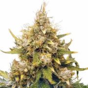 MSNL Acapulco Gold feminized marijuana seeds
