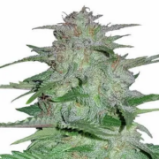 MSNL Cookies and Cream autoflowering marijuana seeds