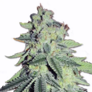 Critical Thunder Autofem marijuana seeds.