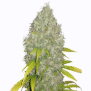 Gorilla Glue 4 Fast Flowering marijuana seeds sale
