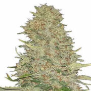 MSNL Ghost Train Haze Feminized Seeds Coupon Code