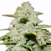 MSNL Green Crack Autoflowering marijuana seeds