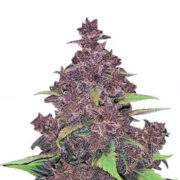 MSNL Kushberry Moonrocks Autoflower Cannabis Seeds Coupon Code