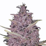 MSNL Kushberry Moonrocks Feminized Seeds Promo Code
