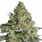 MSNL Lave Cake feminized marijuana seeds