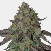 MSNL Oreoz Feminized Cannabis Seeds Discount Code