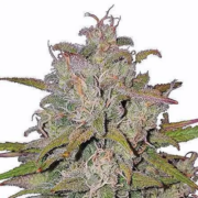 Pink Runtz Autoflowering marijuana seeds