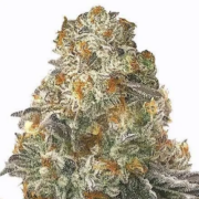 MSNL Slurricane feminized marijuana seeds