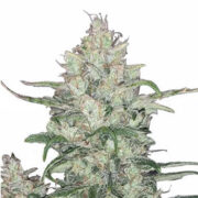 MSNL White Runtz Feminized Cannabis Seeds Promo Code