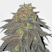 RS11 Feminized Cannabis Seeds MSNL Discount Code