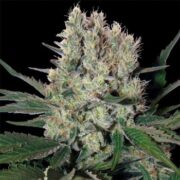 Syrup - Feminised - Buddha Seeds asc