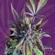 Acapulco Gold Strain Autoflowering Marijuana Seeds Crop King Seeds Discount Code