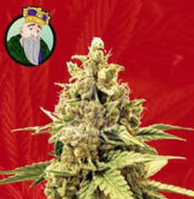 Acapulco Gold Strain Feminized Marijuana Seeds Crop King Seeds Coupon Code