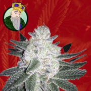 Black Gorilla Strain Feminized Seeds Crop King Seeds Discount Code