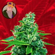 Blue Dream Strain Feminized Marijuana Seeds Crop King Seeds Coupon Code