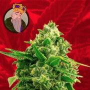 Bruce Banner 2.0 Strain Feminized Marijuana Seeds Crop King Seeds Coupon Code
