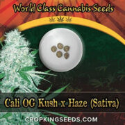 Cali OG Kush Haze Feminized Marijuana Seeds Crop King Seeds Coupon Code