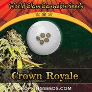 Crown Royale Strain Feminized Marijuana Seeds Crop King Seeds Discount Code