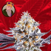 Do-Si-Dos Strain Feminized Marijuana Seeds Crop King Seeds Coupon Code