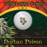 Durban Poison Strain Feminized Marijuana Seeds Crop King Seeds Discount Code