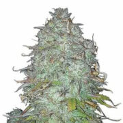 GG4 Regular Seeds (Formally Gorilla Glue) MSNL Coupon Code