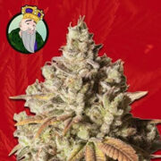 Gorilla Glue Strain Feminized Marijuana Seeds Crop King Seeds Coupon Code