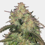 Humboldt Feminized Cannabis Seeds MSNL Discount Code