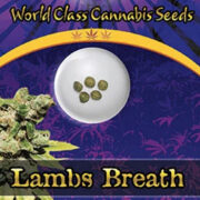 Lambs Breath Strain Autoflowering Marijuana Seeds Crop King Seeds Discount Code